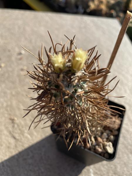 Turbinicarpus flaviflorus